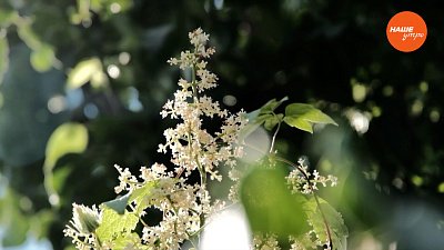 Невероятная сирень в рубрике «Руки садовода»