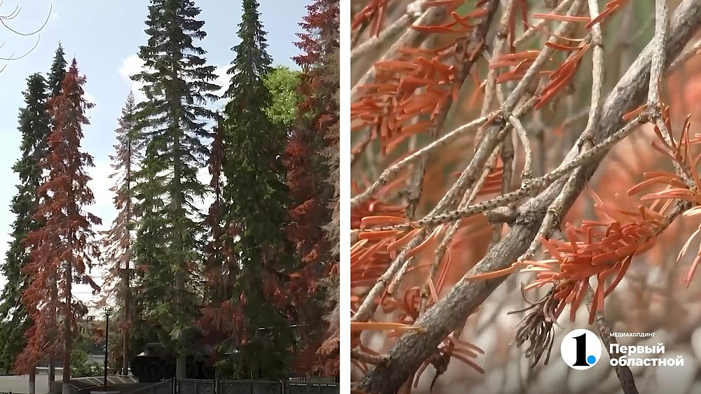 Жуки‑короеды уничтожили пихты на набережной Нижнего Кыштыма