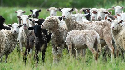 В Челябинской области развивают агротуризм на овечьей ферме