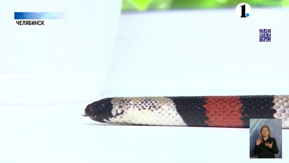 В Челябинском зоопарке отмечают День змей