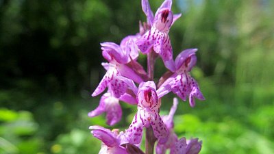 В нацпарке «Таганай» стало больше орхидей
