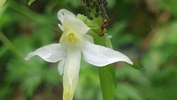 В нацпарке «Таганай» стало больше орхидей