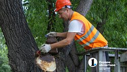 В Челябинске с начала года разрешили срубить почти 1000 деревьев