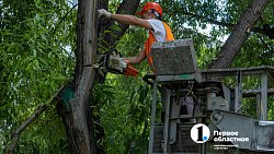 В Челябинске с начала года разрешили срубить почти 1000 деревьев