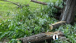 В Челябинске с начала года разрешили срубить почти 1000 деревьев