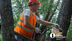 В Челябинске с начала года разрешили срубить почти 1000 деревьев