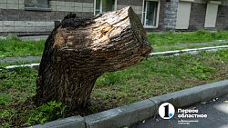 В Челябинске с начала года разрешили срубить почти 1000 деревьев