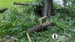 В Челябинске с начала года разрешили срубить почти 1000 деревьев