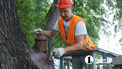 В Челябинске с начала года разрешили срубить почти 1000 деревьев