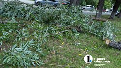 В Челябинске с начала года разрешили срубить почти 1000 деревьев