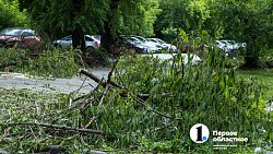 В Челябинске с начала года разрешили срубить почти 1000 деревьев