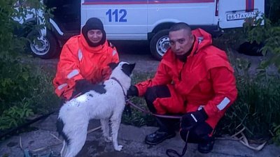 В Челябинске собаку достали из коллектора