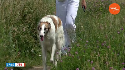 Русская псовая борзая в рубрике «Усы, лапы и хвост»