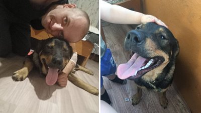 Школьница из Златоуста вернула волгоградцу собаку, пропавшую после ДТП