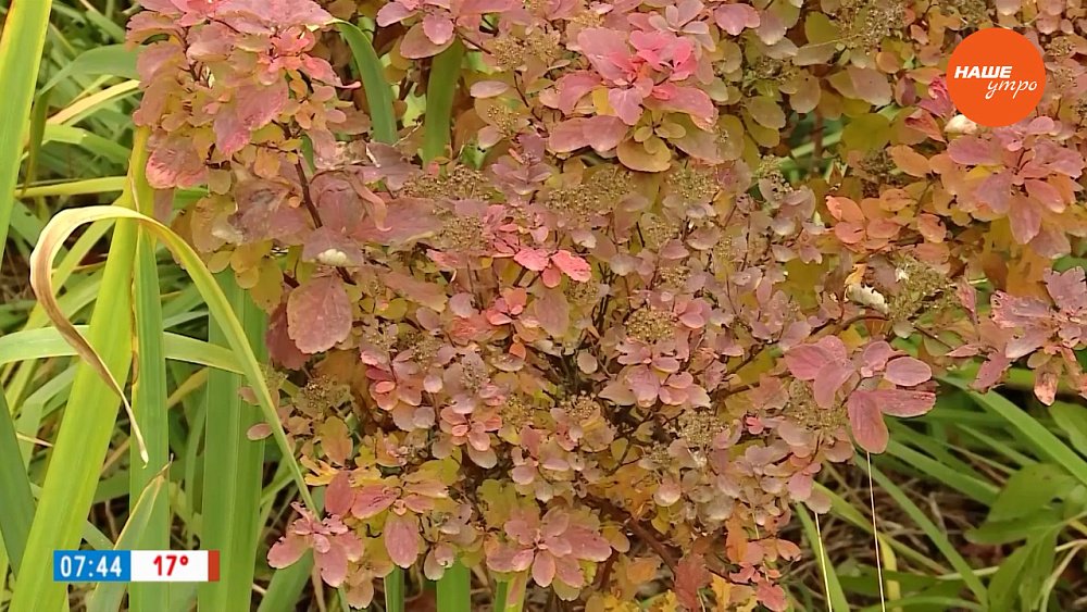 Украшаем сад кустарниками в рубрике «Руки садовода»