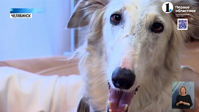 Южноуралец разводит одну из самых грациозных пород собак