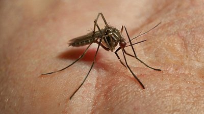 Расчесывание комариного укуса приводит к заражению стрептококком