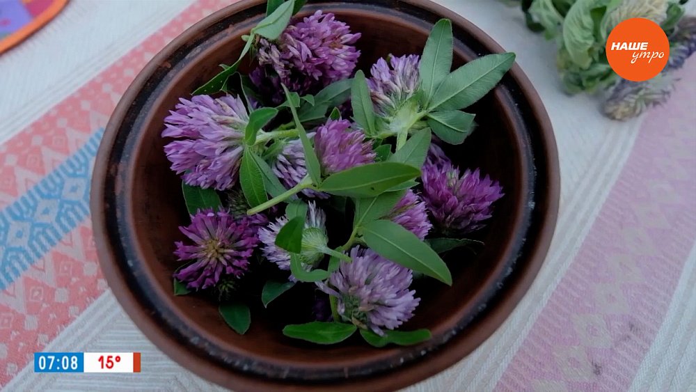 Завариваем клевер в рубрике «Время пить чай»