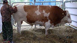 В Нагайбакском районе проходит «День поля»