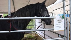 В Нагайбакском районе проходит «День поля»