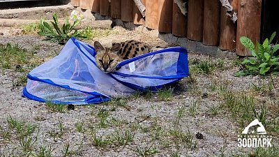 В Челябинском зоопарке сервалу Симоне вручили подарки