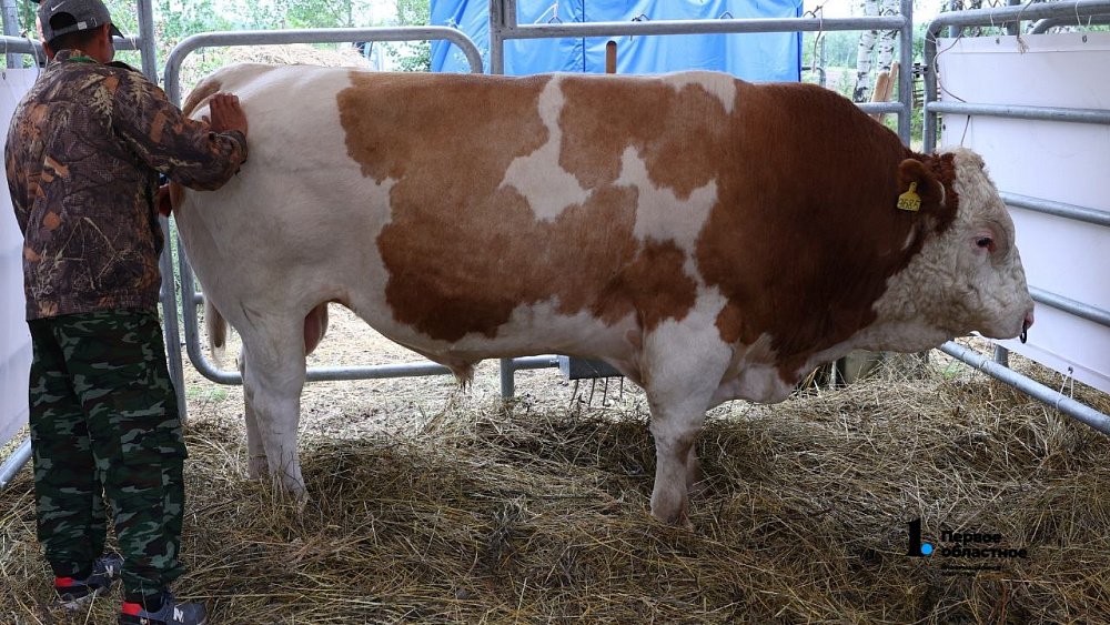 Из Челябинской области поставляют мясо для федеральной компании по производству стейков