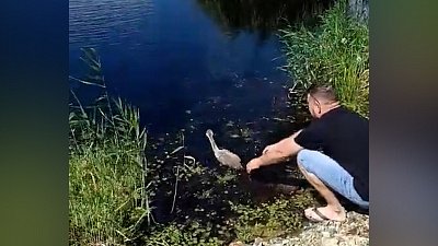 В чебаркульское озеро вернули потерявшегося птенца в лебединую семью