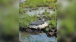 Прокуратура проверила места разлива канализации рядом с домами в Челябинске