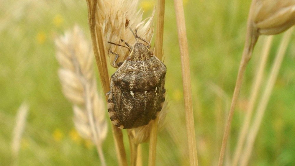 В Челябинской области вредные черепашки пожирают зерновые культуры