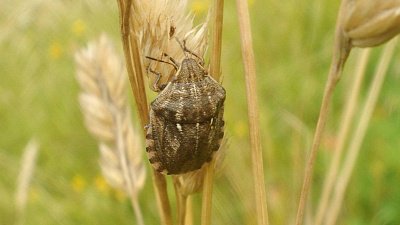 В Челябинской области вредные черепашки пожирают зерновые культуры