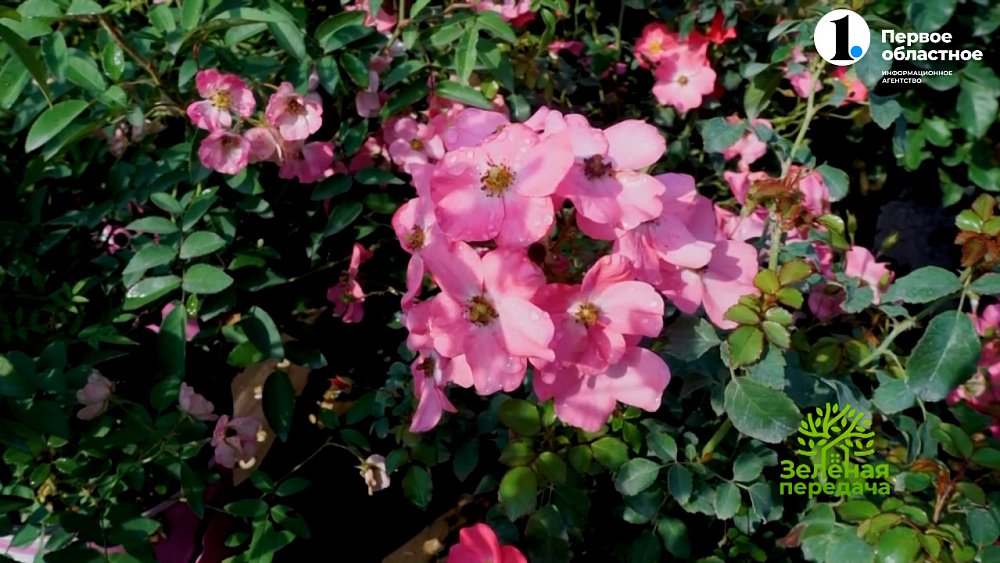 Розы, которые вы так долго искали