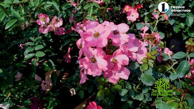 Розы, которые вы так долго искали