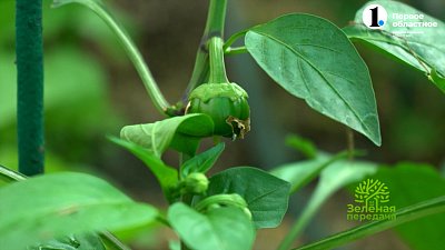 Чем подкормить сладкие перцы