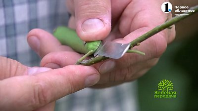 Летом тоже можно прививать растения