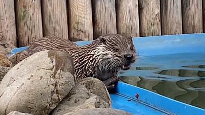 Выдры из Челябинского зоопарка получили «сложную кормушку»