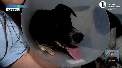 Челябинка спасла собаку после аварии и планирует найти ей новый дом