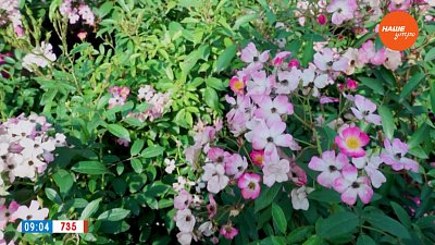 Пышно цветут и пахнут приятно в рубрике «Руки садовода»