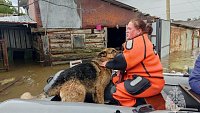 В Челябинской области сотрудники МЧС спасли из подтопленных территорий животных