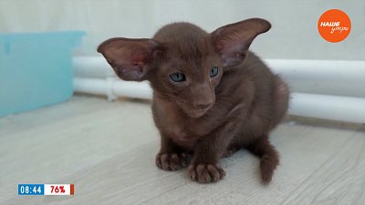 Ориентальные кошки в рубрике «Усы, лапы и хвост»