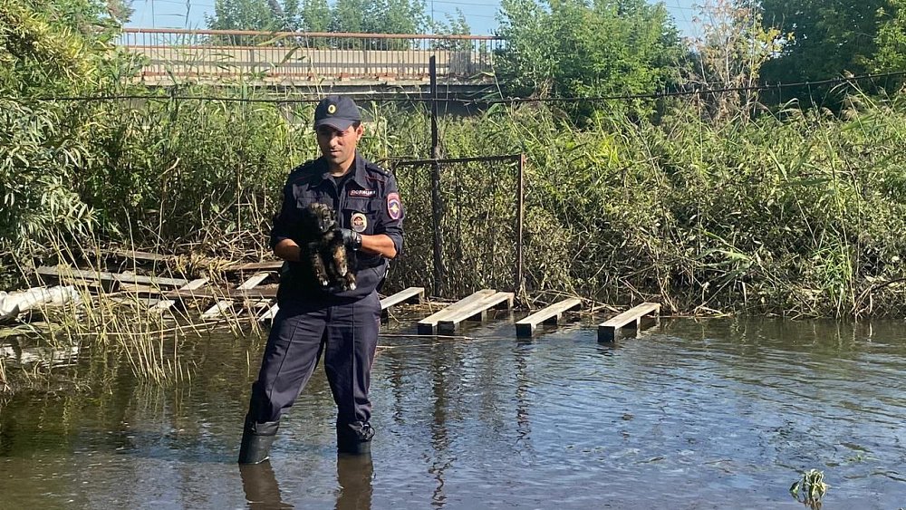 Полицейский спас щенка с затопленного участка в Еткульском районе