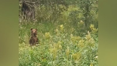 На Зигальге заметили медвежонка 