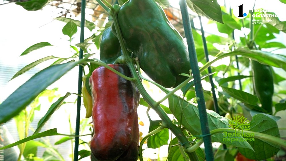 Что делать, если в теплице не растут овощи?