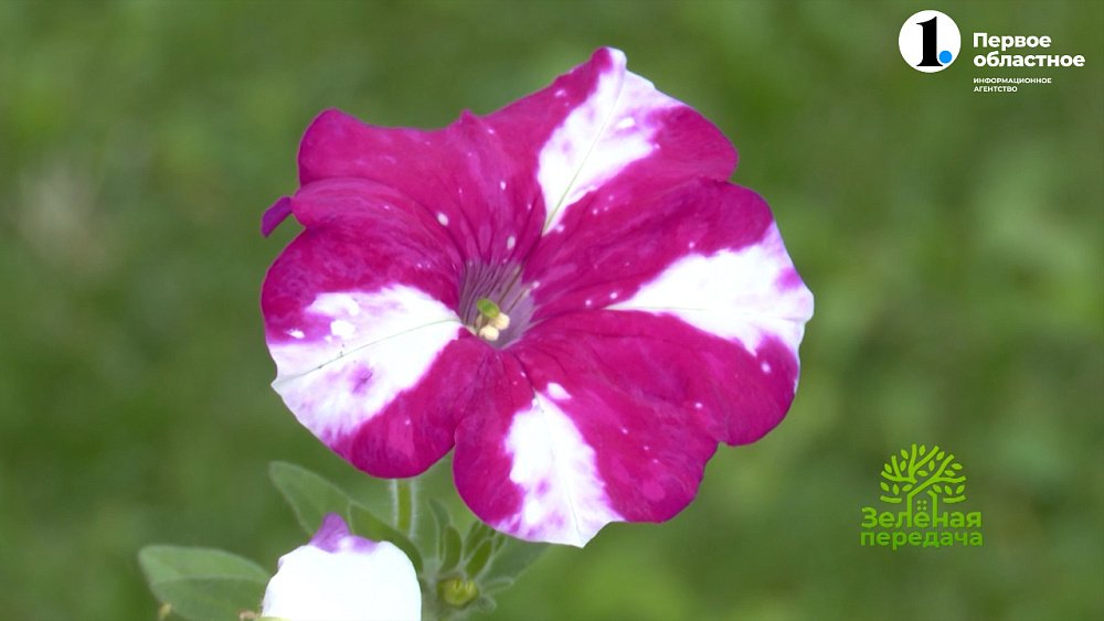 Как продлить цветение прекрасных петуний?