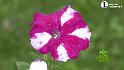 Как продлить цветение прекрасных петуний?