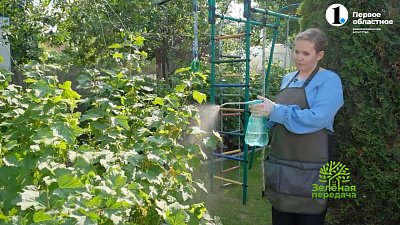 Работы в саду в августовскую пору