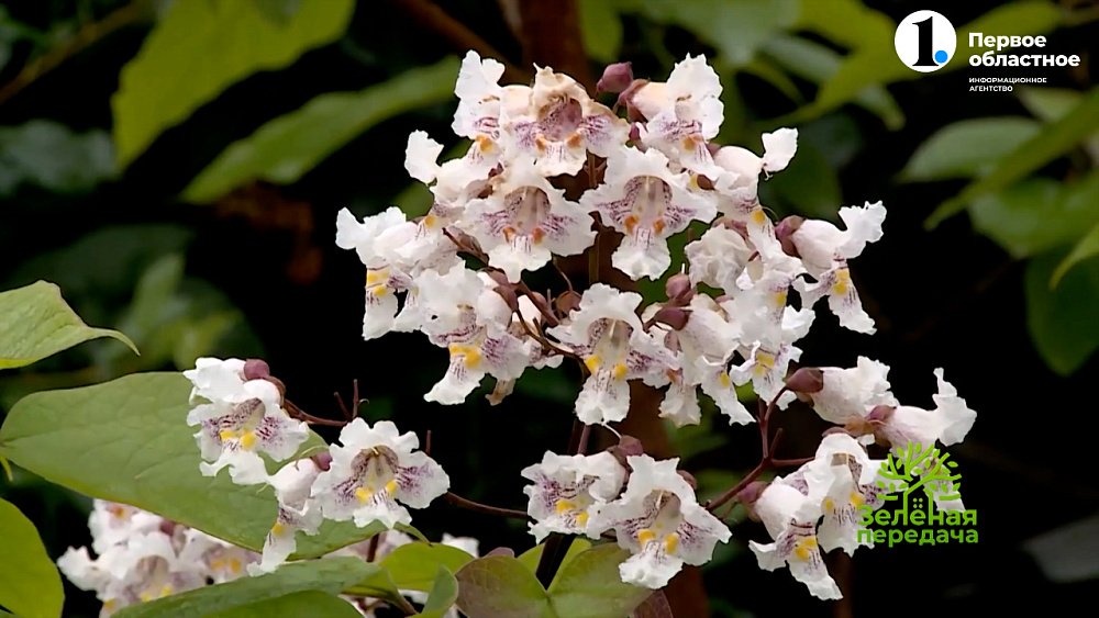 Прекрасная катальпа может расти и цвести даже на Урале