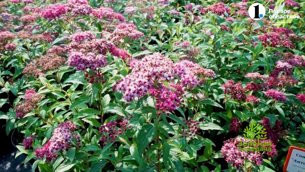 Современные сорта спирей