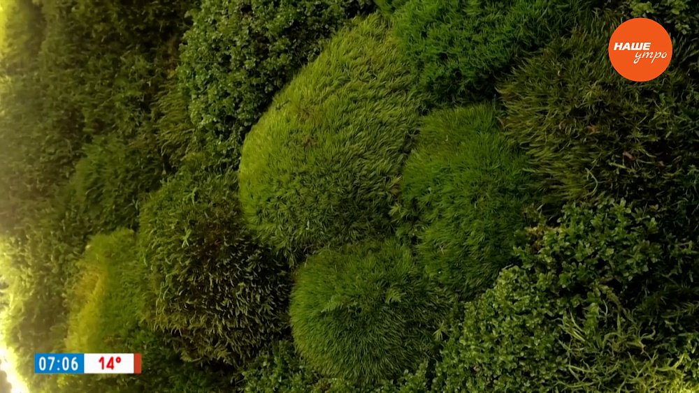 Стабилизированный мох в рубрике «Уютное решение»