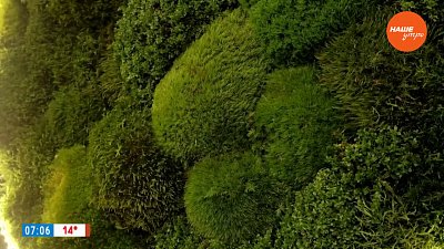 Стабилизированный мох в рубрике «Уютное решение»