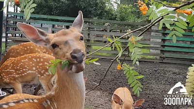 В Челябинском зоопарке показали семью оленей